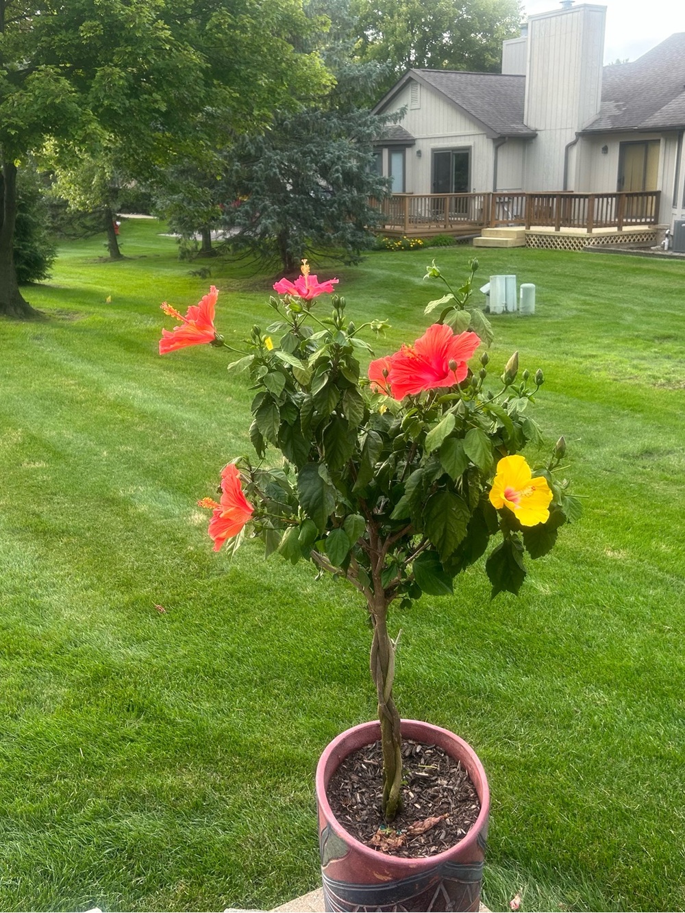 Potted Hibiscus Tree in Red and Yellow - Home Accents